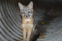 fox captured small 2.jpg