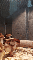 20180821_110601_1.gif