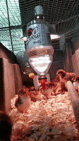 Chix_1.gif