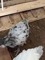 20180821_183702.jpg