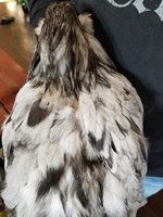 20180821_190603.jpg
