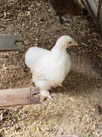 20180528_153515[1].jpg