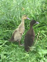 IMG_6878.JPG