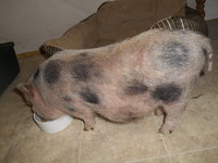 DSCN0273.JPG