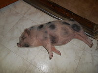 DSCN0274.JPG