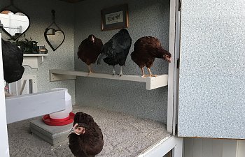 Chickens in the hen house.jpg