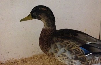 Beginners Guide To Showing Ducks