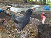 duck and rooster pics 8.1.2018 073.jpg