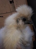 20180821_132741.jpg