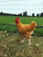 rooster2.jpg