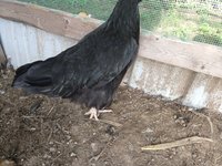 IMG_20180719_173558554.jpg