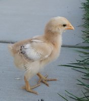 20180817_194157.jpg