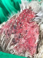 nakedchicken2.jpg nakedchicken2.jpg