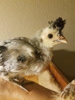 20180822_201149.jpg