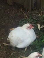 thumb_IMG_3300_1024.jpg