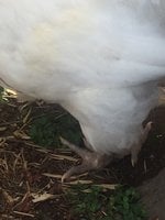 thumb_IMG_3304_1024.jpg