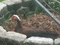 IMG_20180825_184450047.jpg
