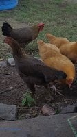 Chicken.jpeg