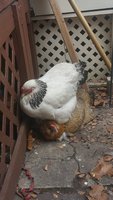 hens.jpg