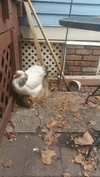 hens2.jpg