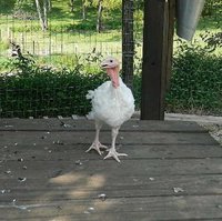 white turkeys 3.jpg