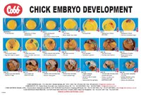 chick_embryo_development1.jpg