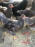 118353D0-76D7-4915-B618-0423AEADAB0E.jpeg