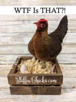 Nelllies-first-egg.PNG Nelllies-first-egg.PNG