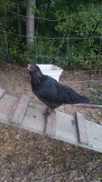 20180825_062929.jpg