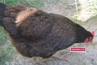 RNKFARMS Barnevelder Hen Close-up 1.jpg