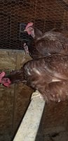 20180827_201042.jpg