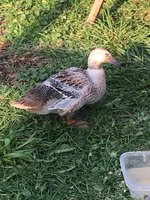 4B0F0912-34C8-4CE1-A46C-25D87119DAF1.jpeg