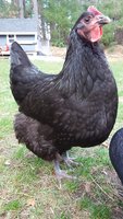 20180420_184615.jpg