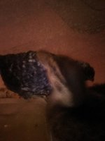 JPEG_20180830_225829_1573793931.jpg