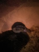 JPEG_20180830_225943_-287970273.jpg