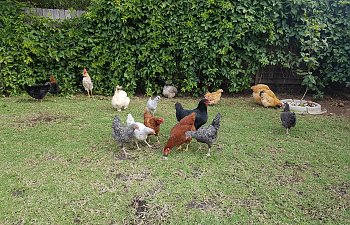 Best Chicken Breeds for Different Purposes