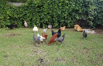 flock free ranging.jpg
