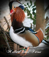 mandarin male-1.jpg