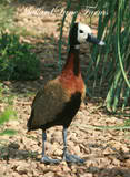whitefaced pic.jpg