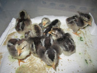 Hatched 1.jpg