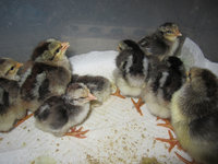 Hatched 2.jpg