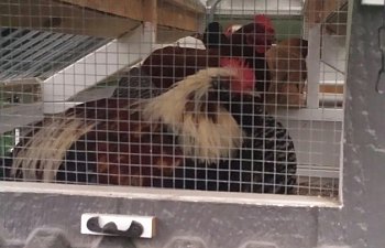 roosting-1.jpg