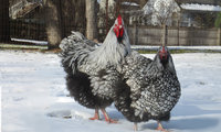 slo pair3.jpg