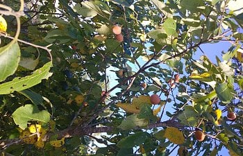 Persimmon Trees