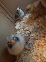 20180901_192036.jpg
