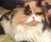 zena 1.jpg