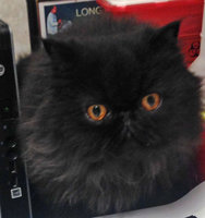 LUNA  at vet 2018.jpg