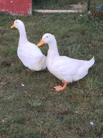 3833785B-A567-45BB-ABB6-91B8AB382178.jpeg