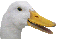 049trans.gif