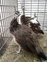 IMG_20180903_105800940.jpg